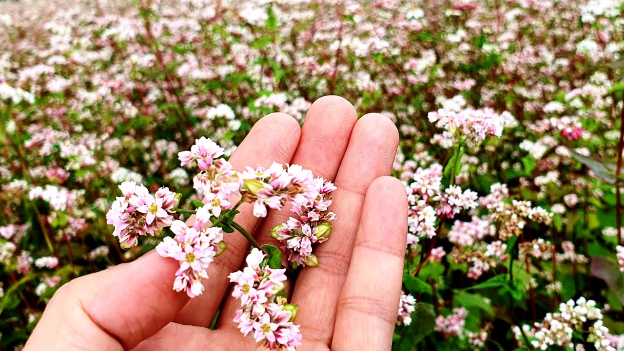 Hoa tam giác mạch trái mùa có màu nhạt hơn nhưng là trải nghiệm thú vị, độc đáo cho du khách khi ghé thăm Hà Giang.